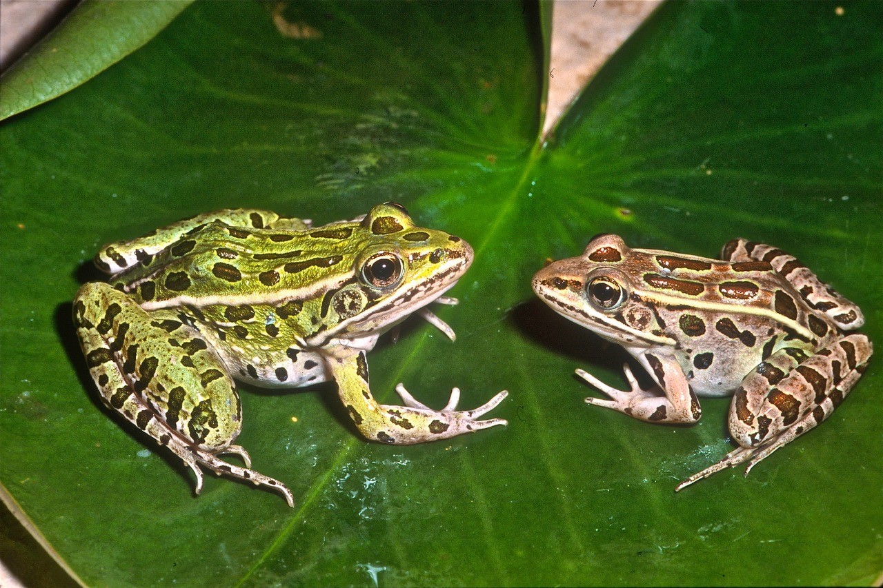 leopard frogs